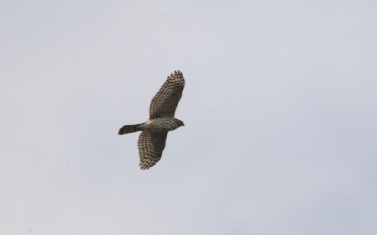 Aguilucho de Hudson - ML613610771