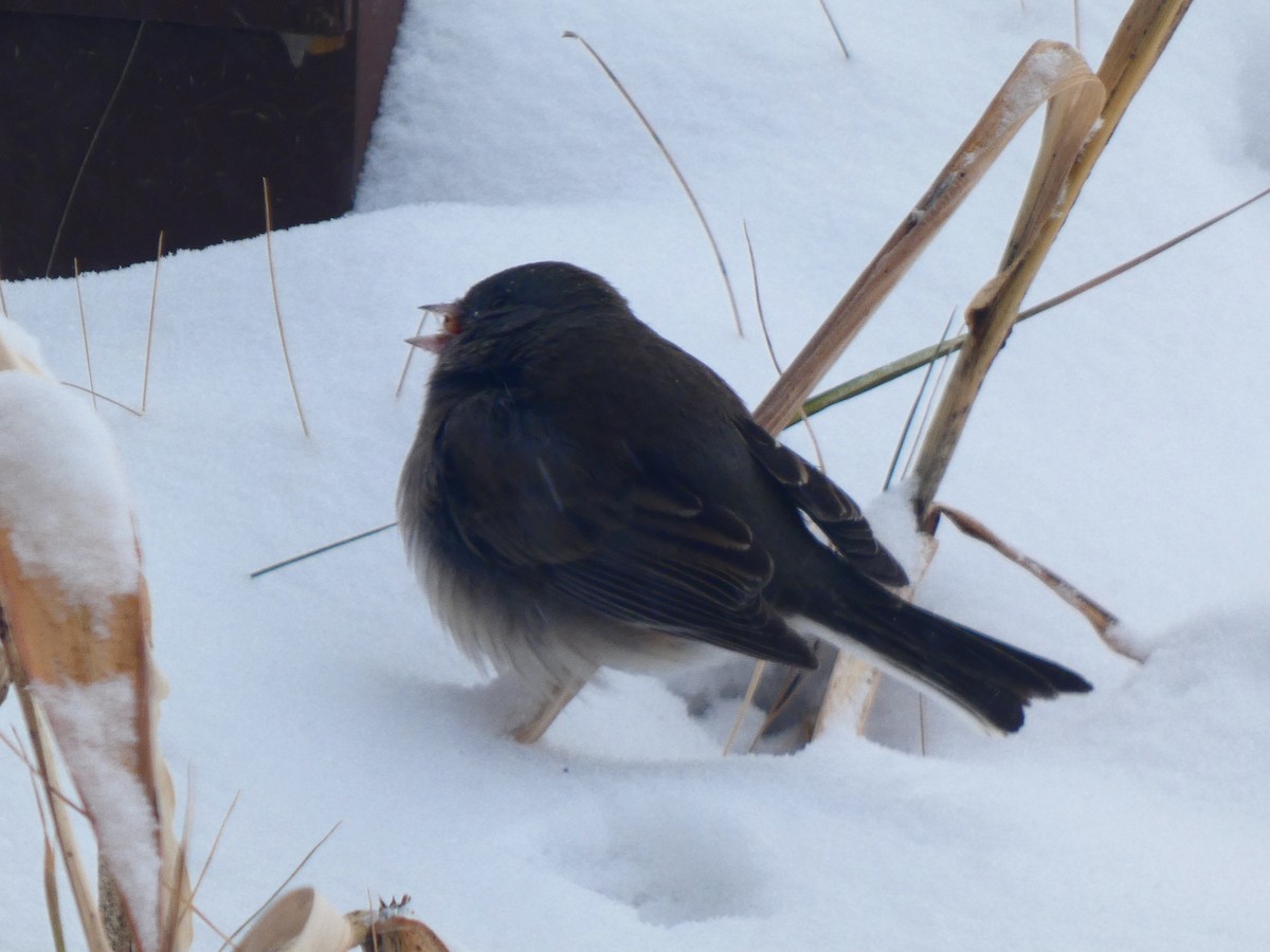 Dark-eyed Junco (Slate-colored) - ML613610900