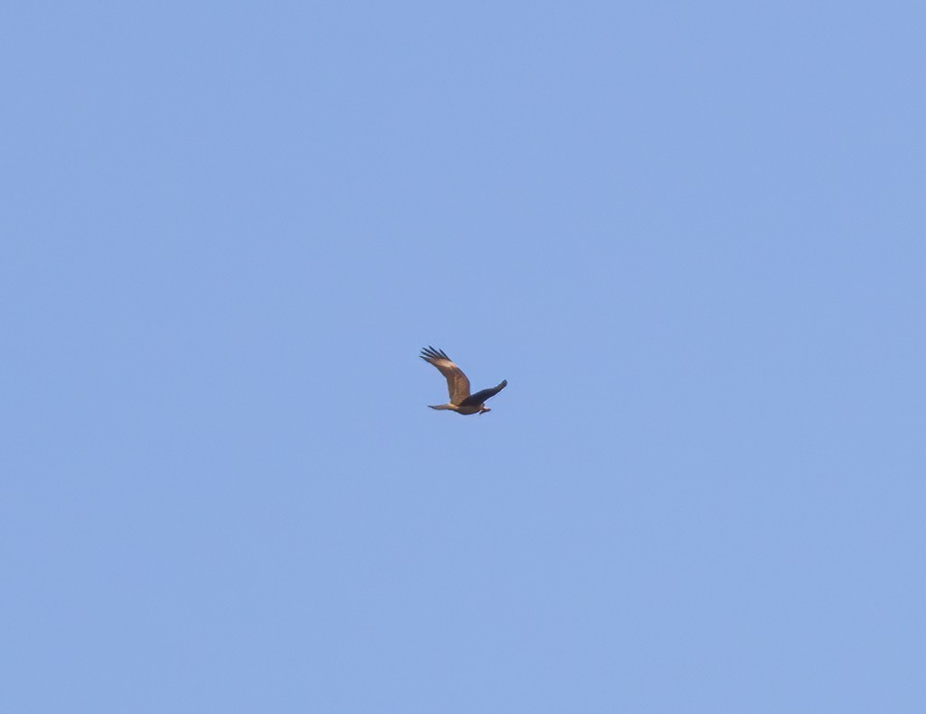 Chimango Caracara - Linda Burek