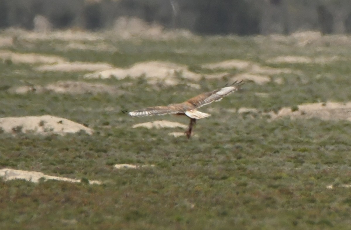 Ferruginous Hawk - ML613610931