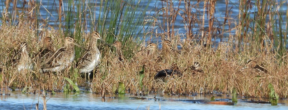 Common Snipe - ML613610952