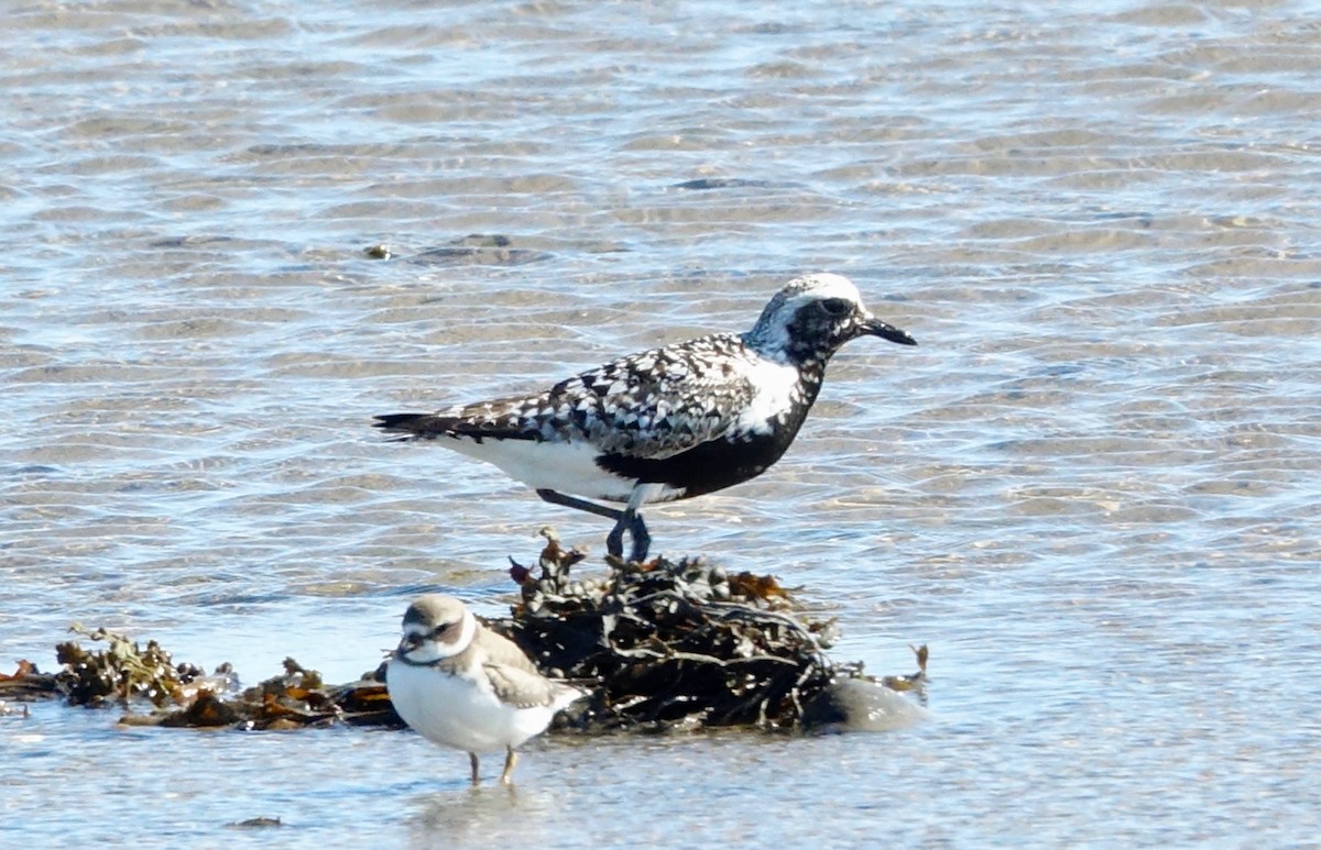 Black-bellied Plover - ML613610985