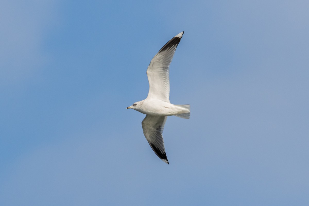 Common Gull - ML613610989