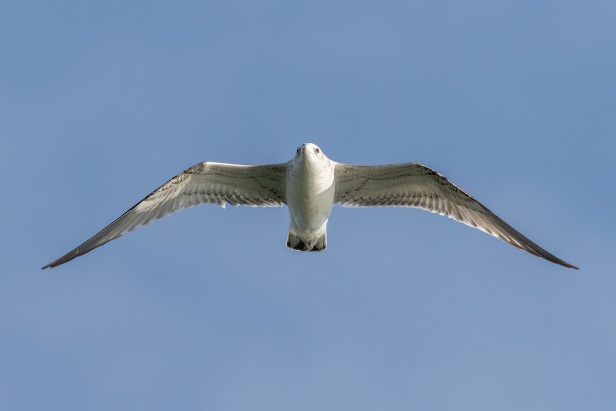 Common Gull - ML613610990