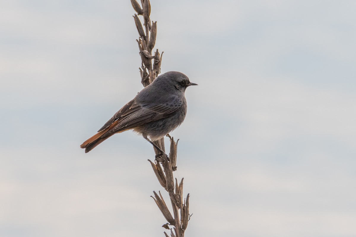 Black Redstart - Michal Bagala