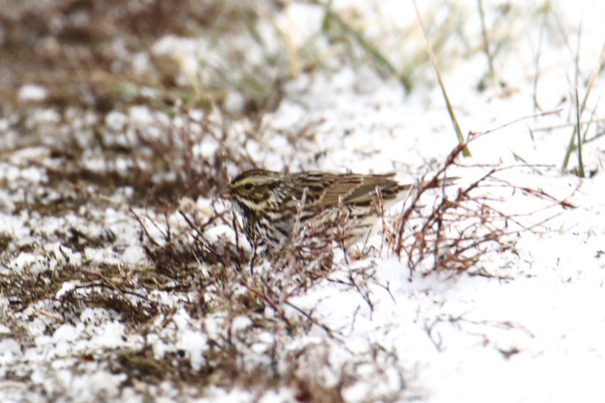 Savannah Sparrow - ML613611003