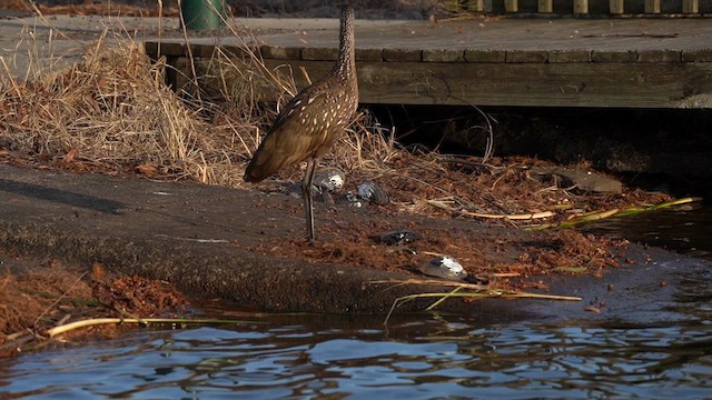 Limpkin - ML613611004