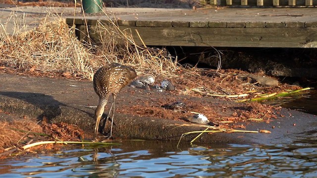 Limpkin - ML613611005