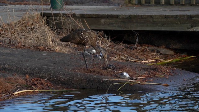 Limpkin - ML613611006