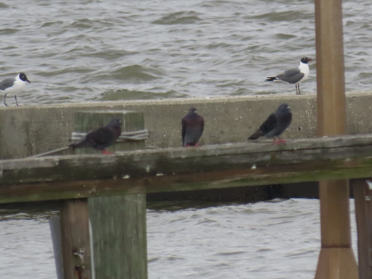 Rock Pigeon (Feral Pigeon) - ML613611036