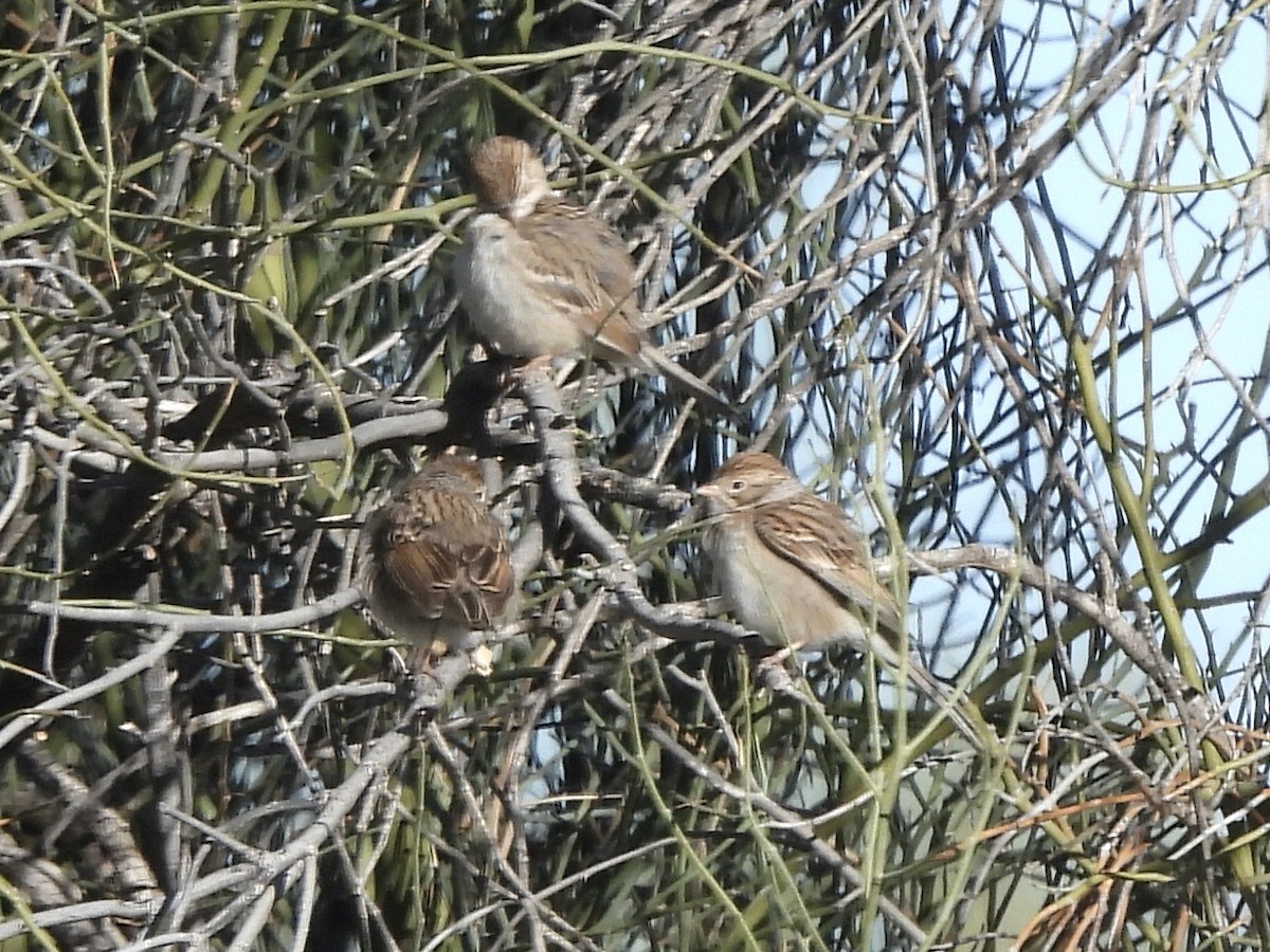 Brewer's Sparrow - ML613611038