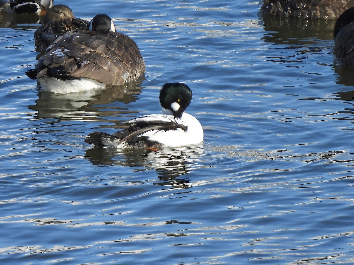 Common Goldeneye - ML613611044