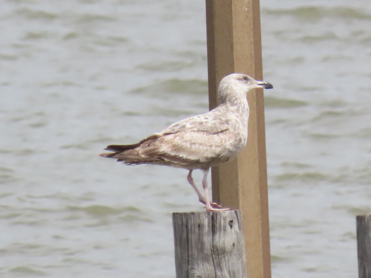 Herring Gull - Janice Rodriguez