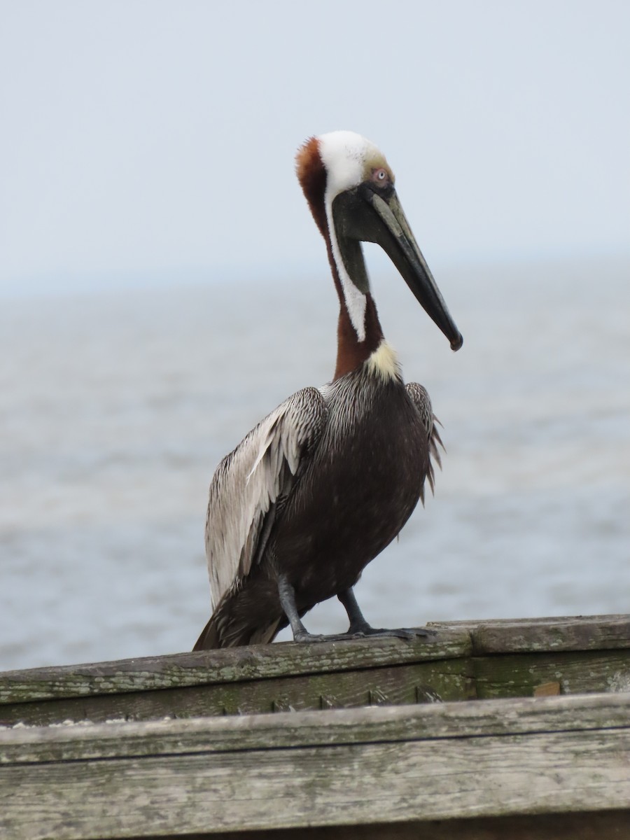 Brown Pelican - Janice Rodriguez