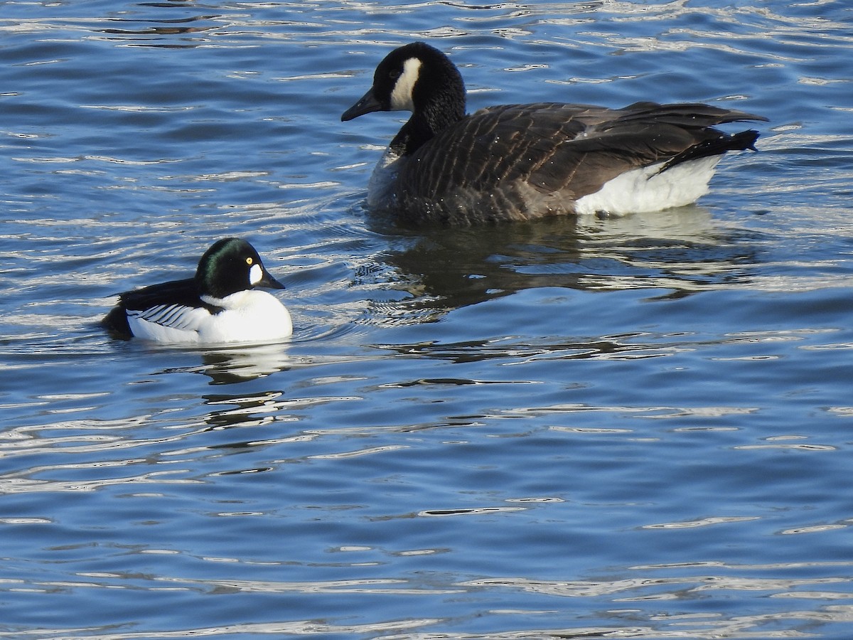 Common Goldeneye - ML613611166