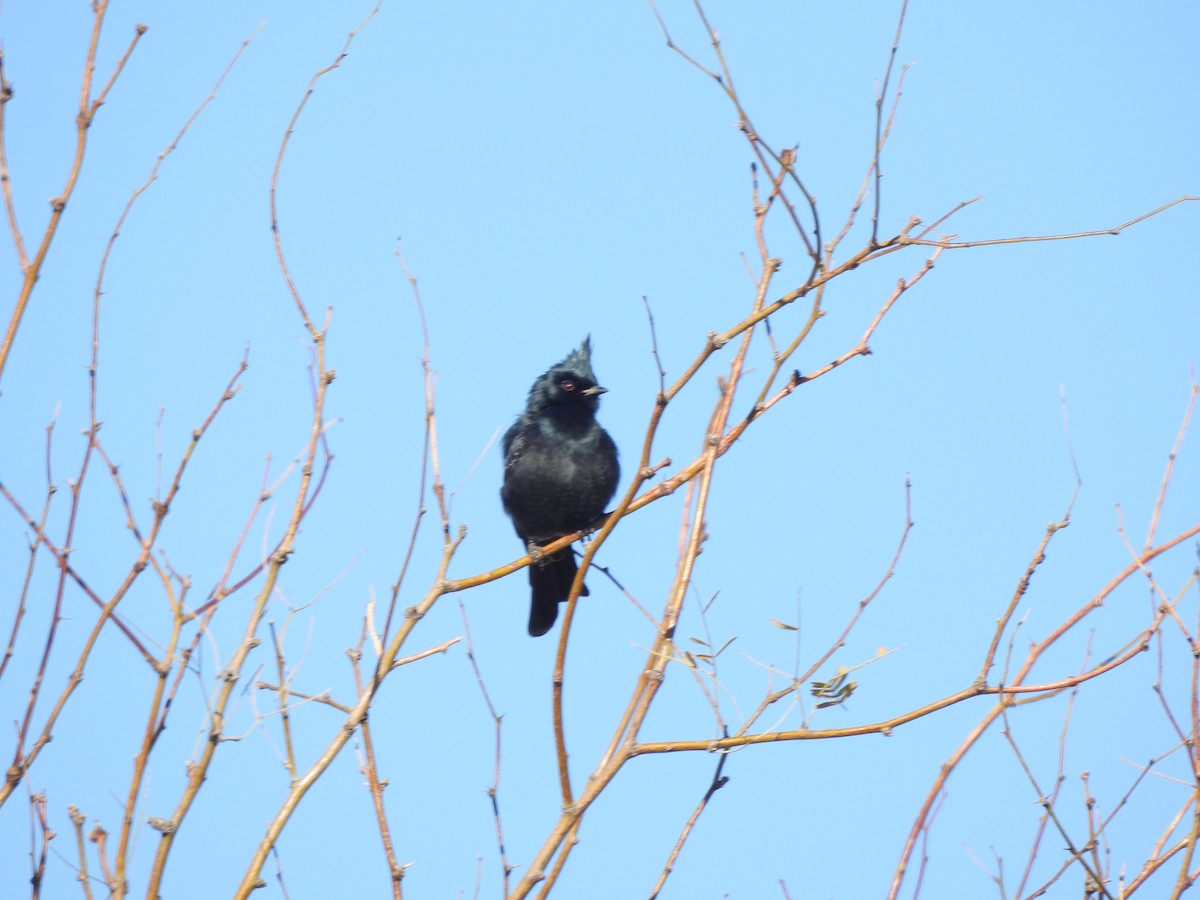 Phainopepla - Deanna Griggs