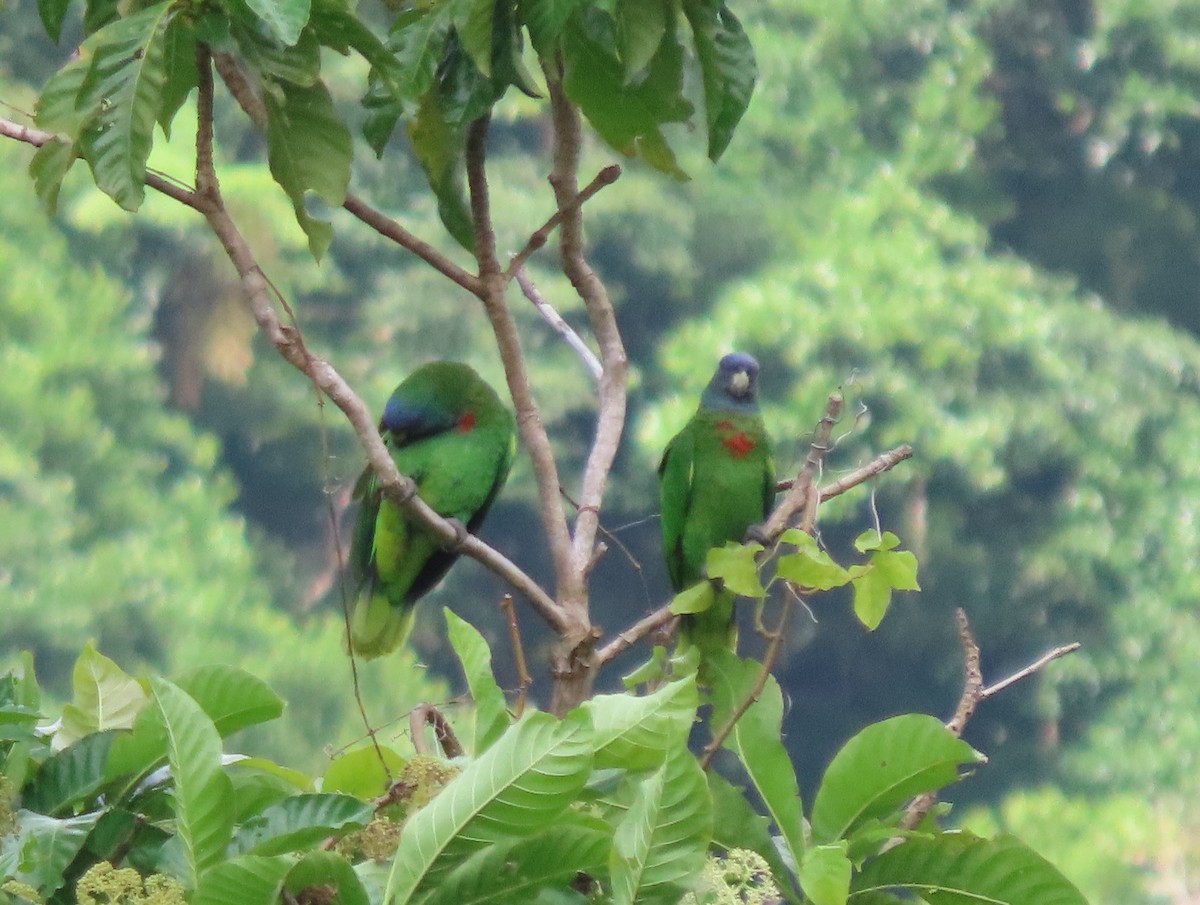 アカノドボウシインコ - ML613611244