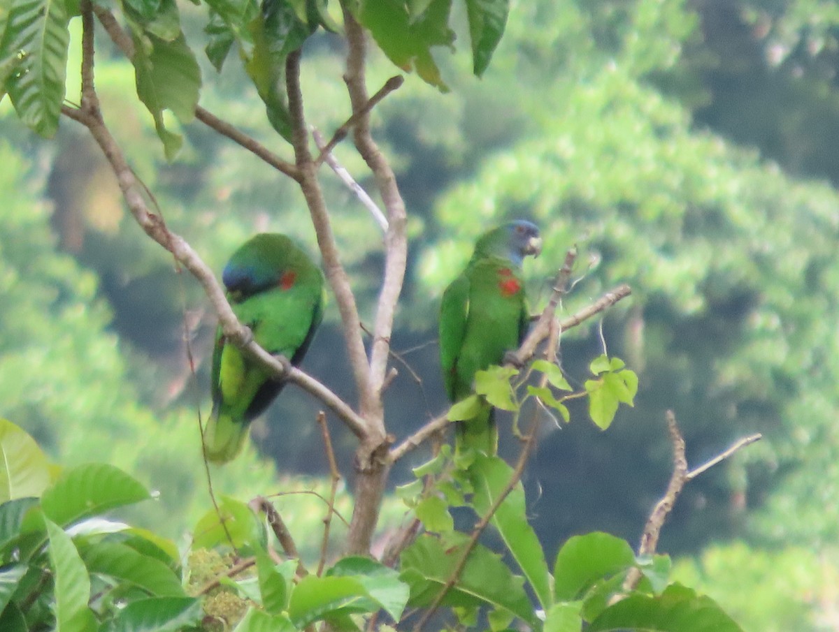 Red-necked Parrot - ML613611245