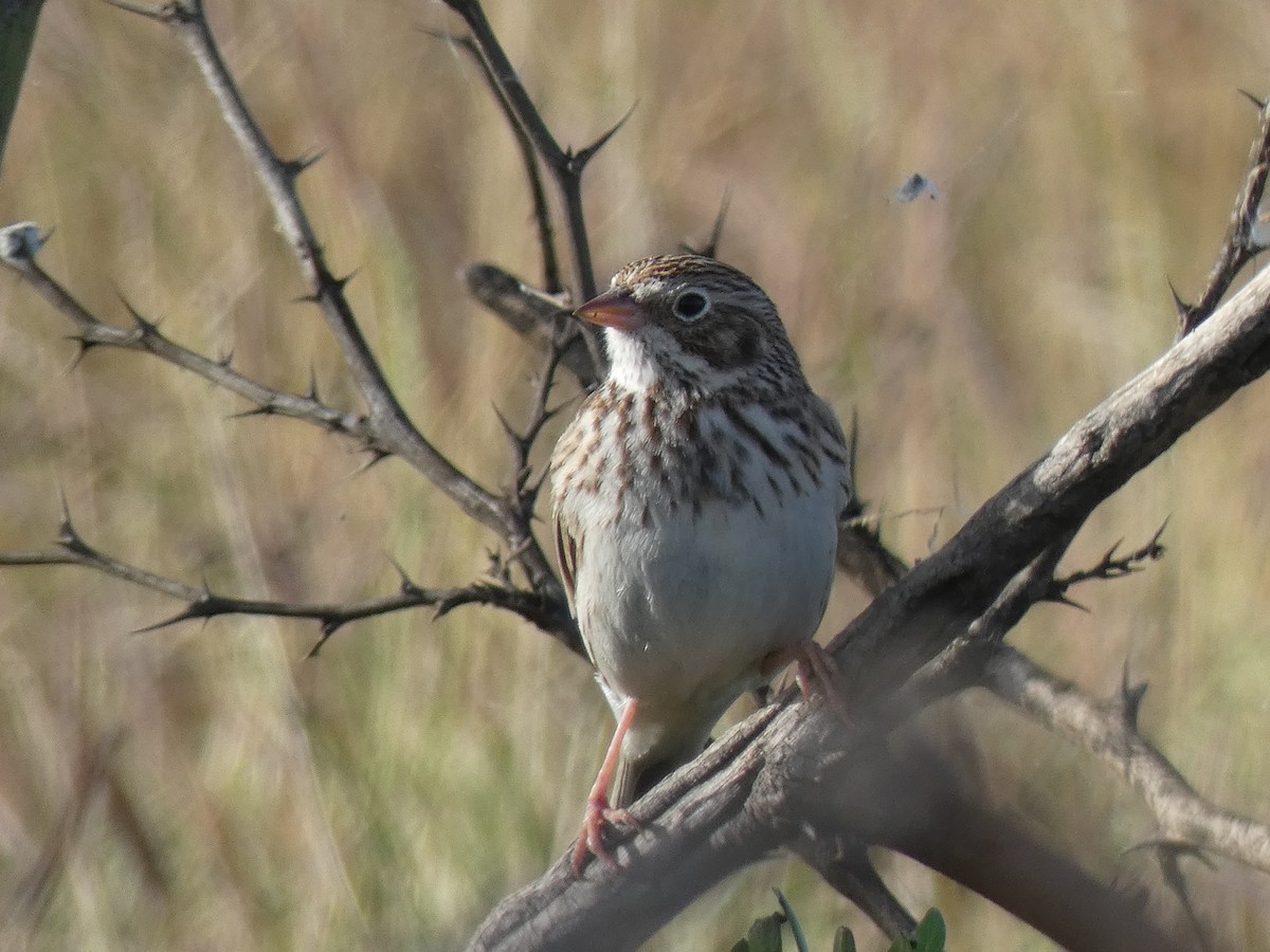 Vesper Sparrow - ML613611262