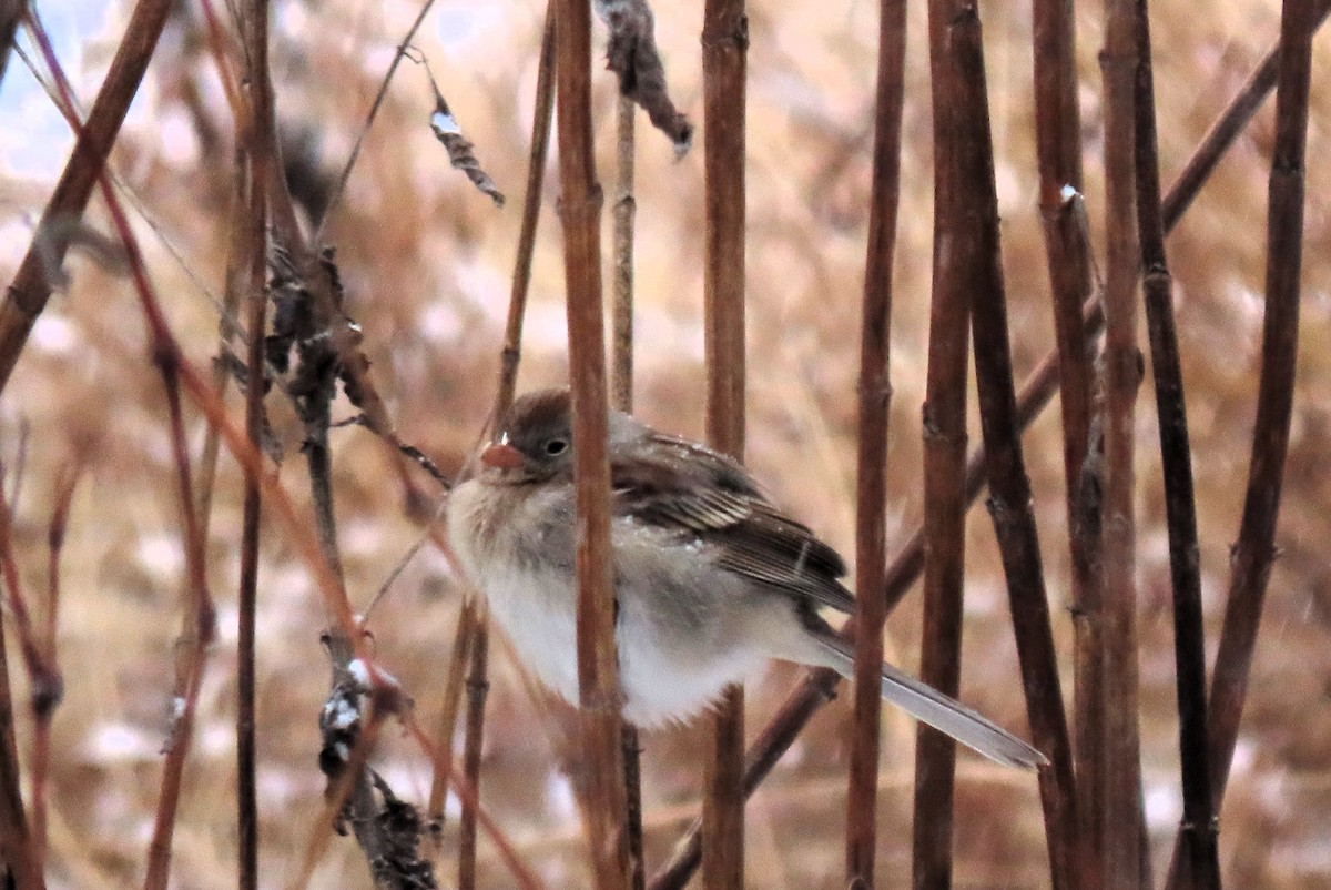 Field Sparrow - ML613611310