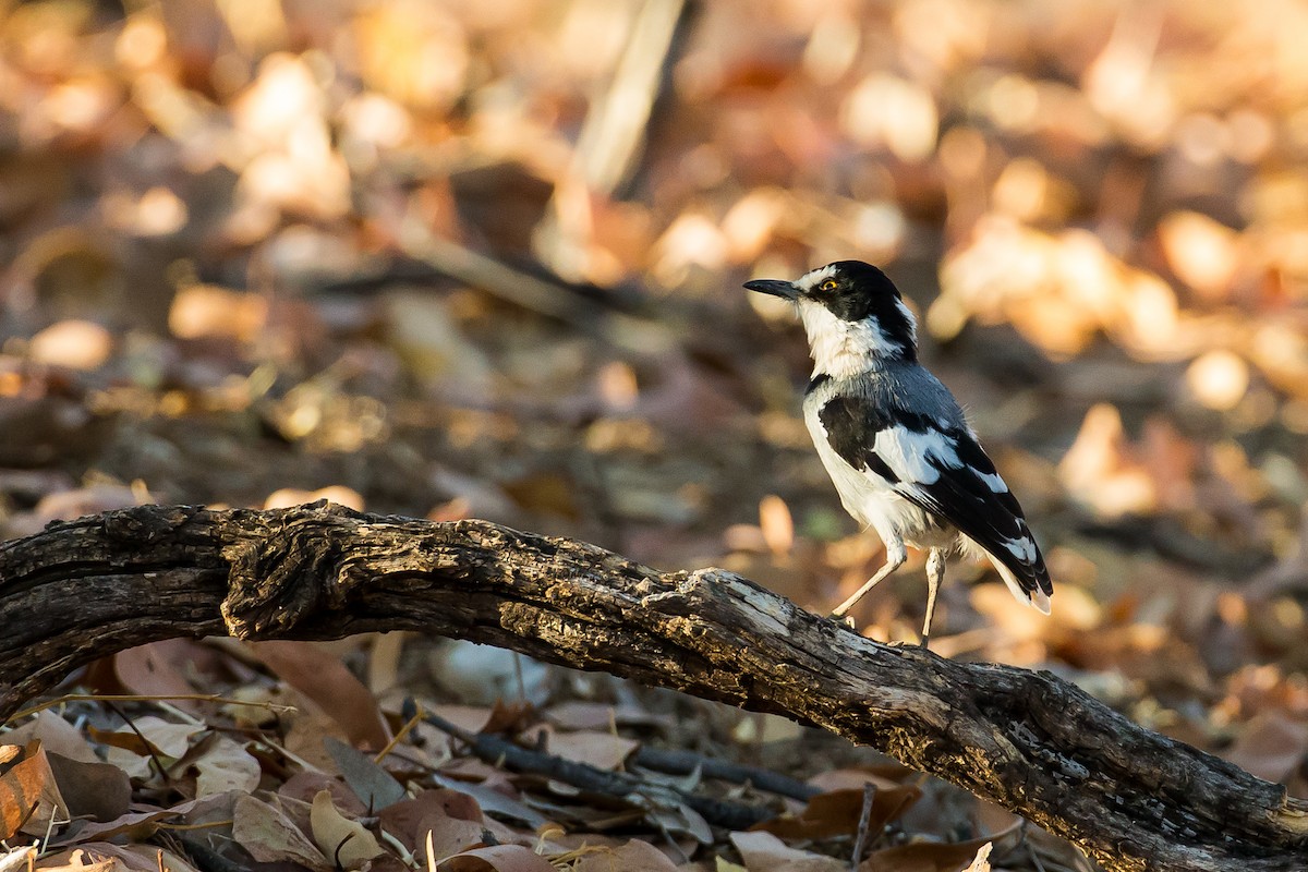 White-tailed Shrike - ML613611346