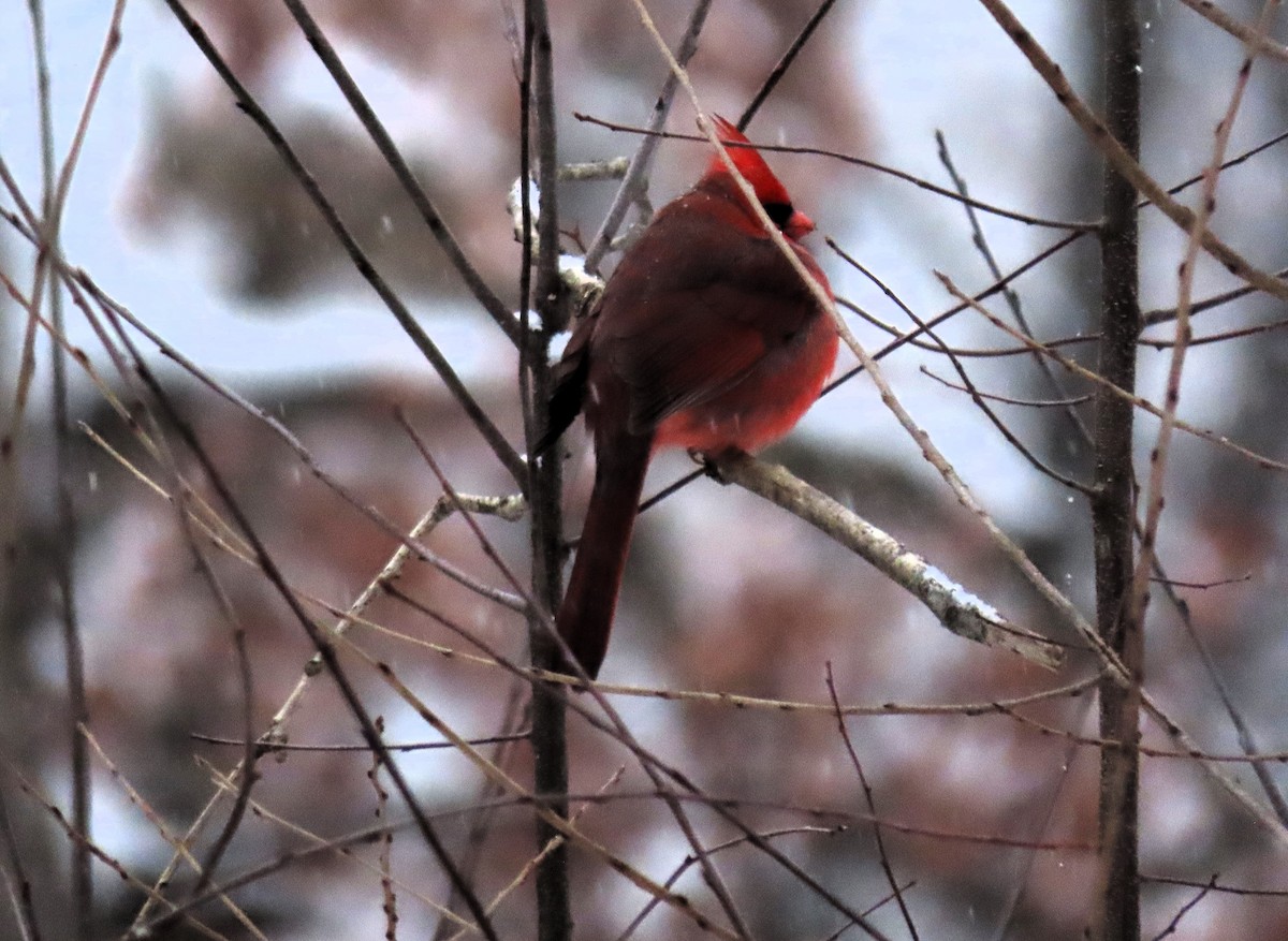 Cardinal rouge - ML613611364