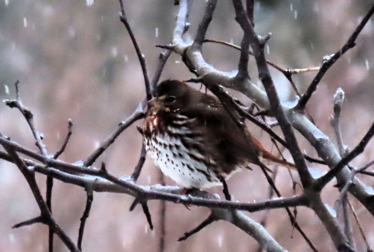 Fox Sparrow - Anne Mytych