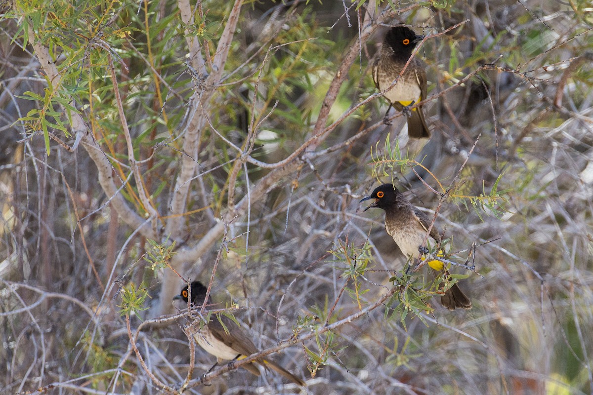 Black-fronted Bulbul - Anonymous