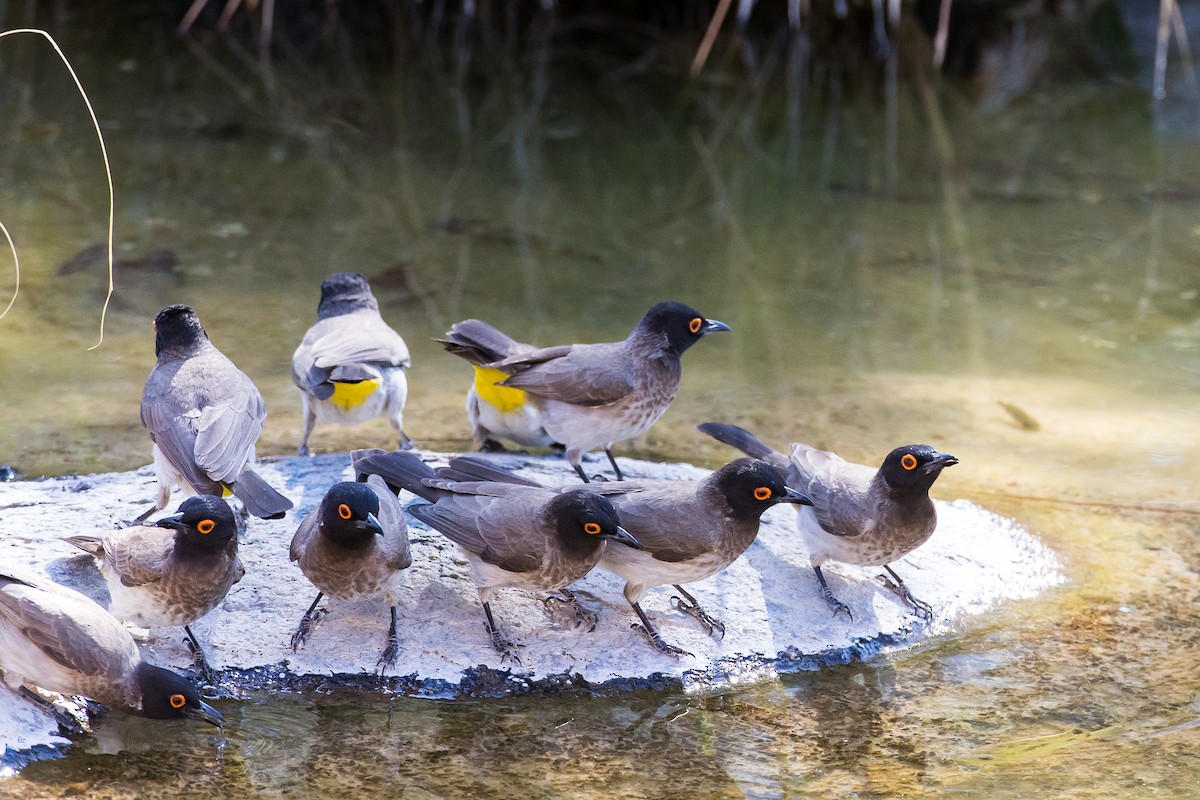 Black-fronted Bulbul - Anonymous