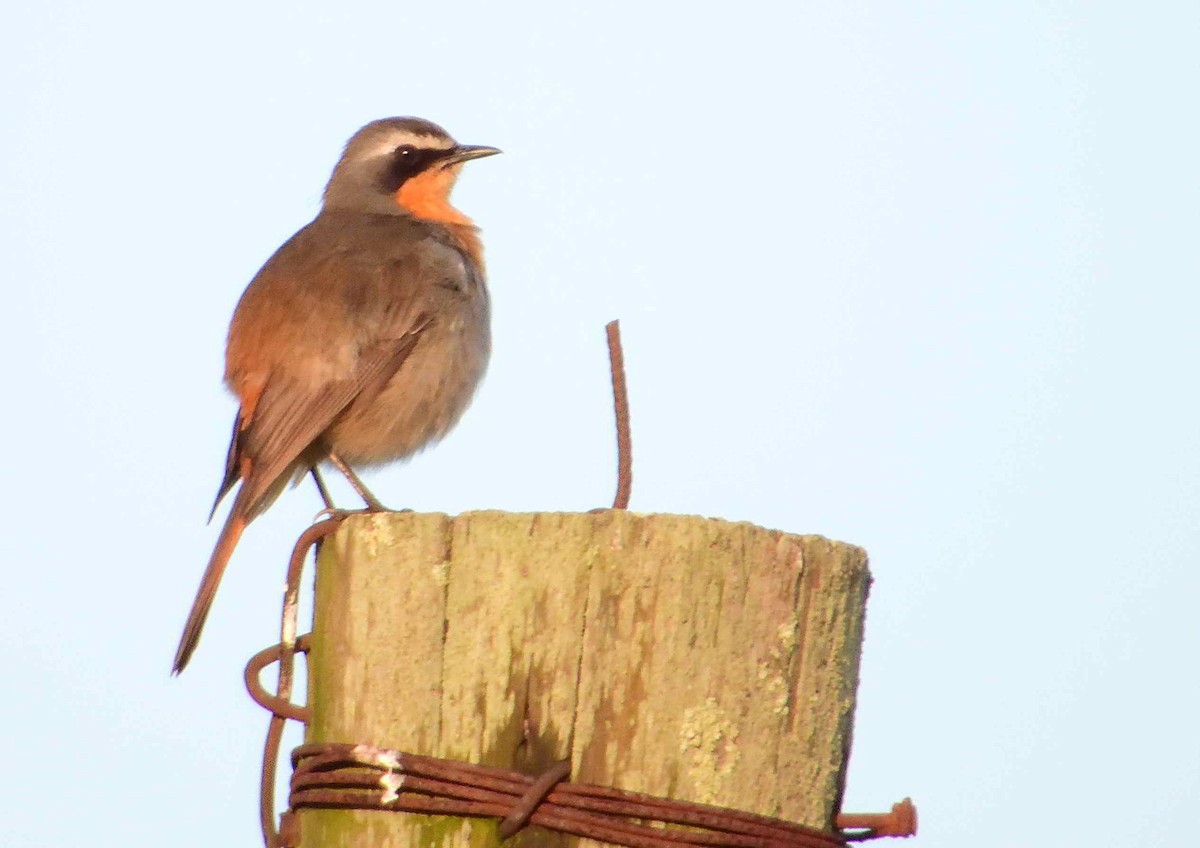 Cape Robin-Chat - ANDRÉS SERRANO LAVADO