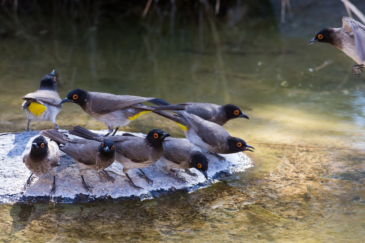 Black-fronted Bulbul - ML613611454