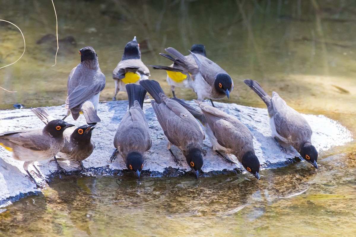 Black-fronted Bulbul - ML613611463