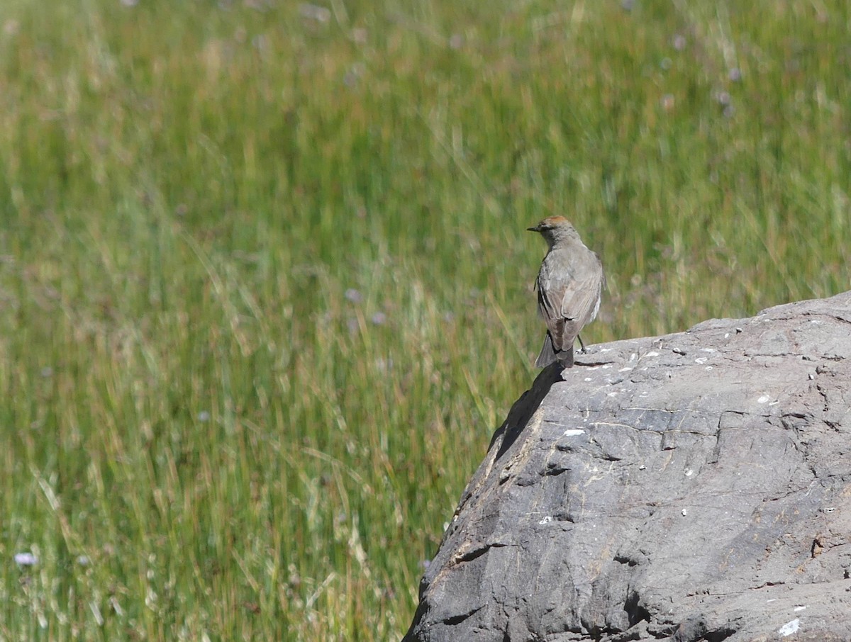 White-browed Ground-Tyrant - joaquin vial