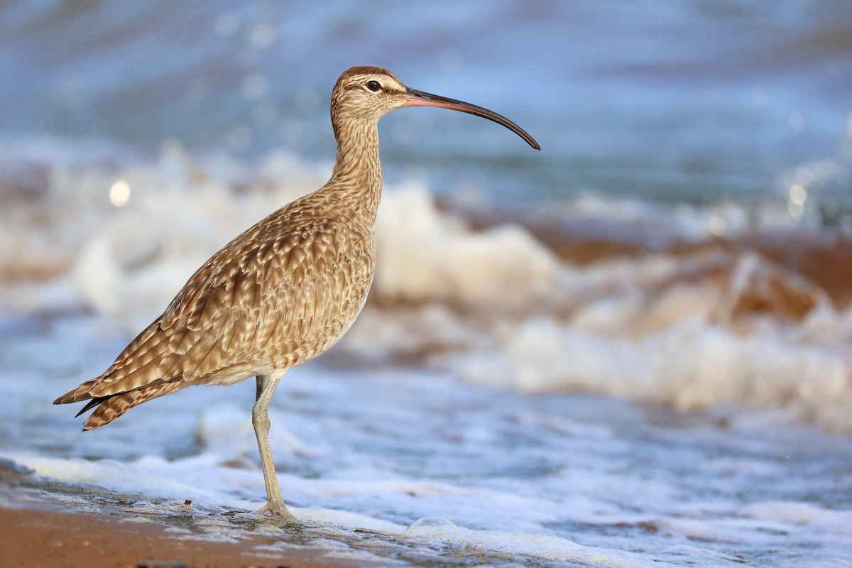 Whimbrel - ML613611477