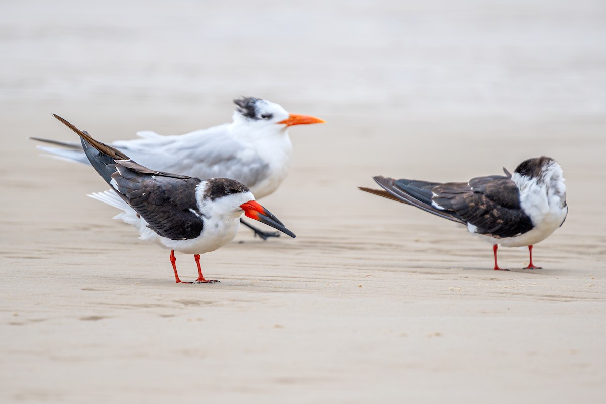 Black Skimmer - Dori Eldridge