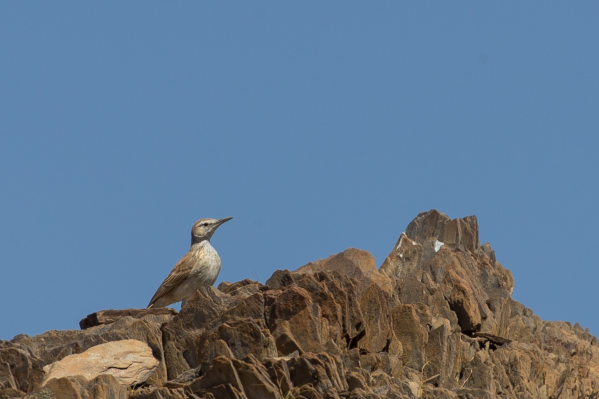 Karoo Long-billed Lark (Benguela) - ML613611646