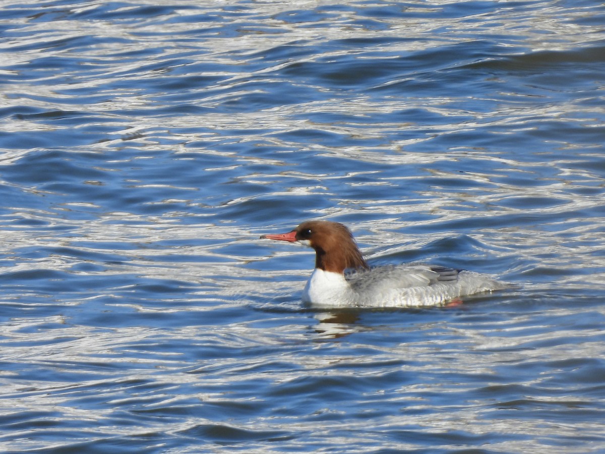 Common Merganser - ML613611686