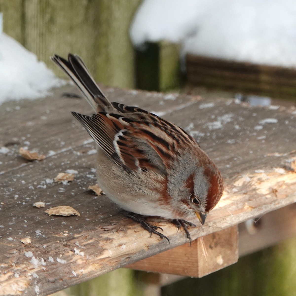 American Tree Sparrow - ML613611792