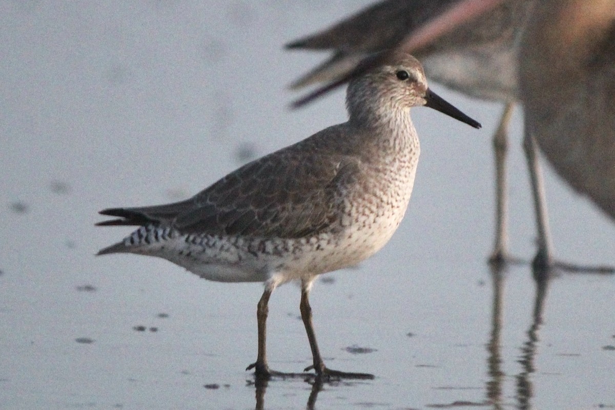 Red Knot - ML613611798