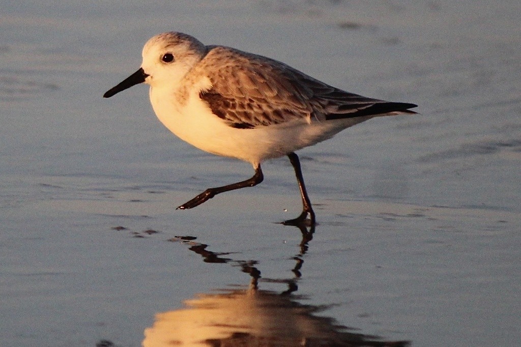 Sanderling - ML613611806