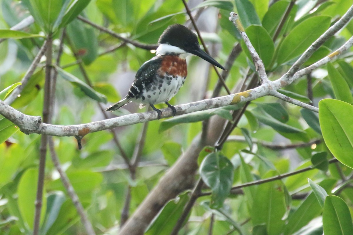 Belted Kingfisher - ML613611808