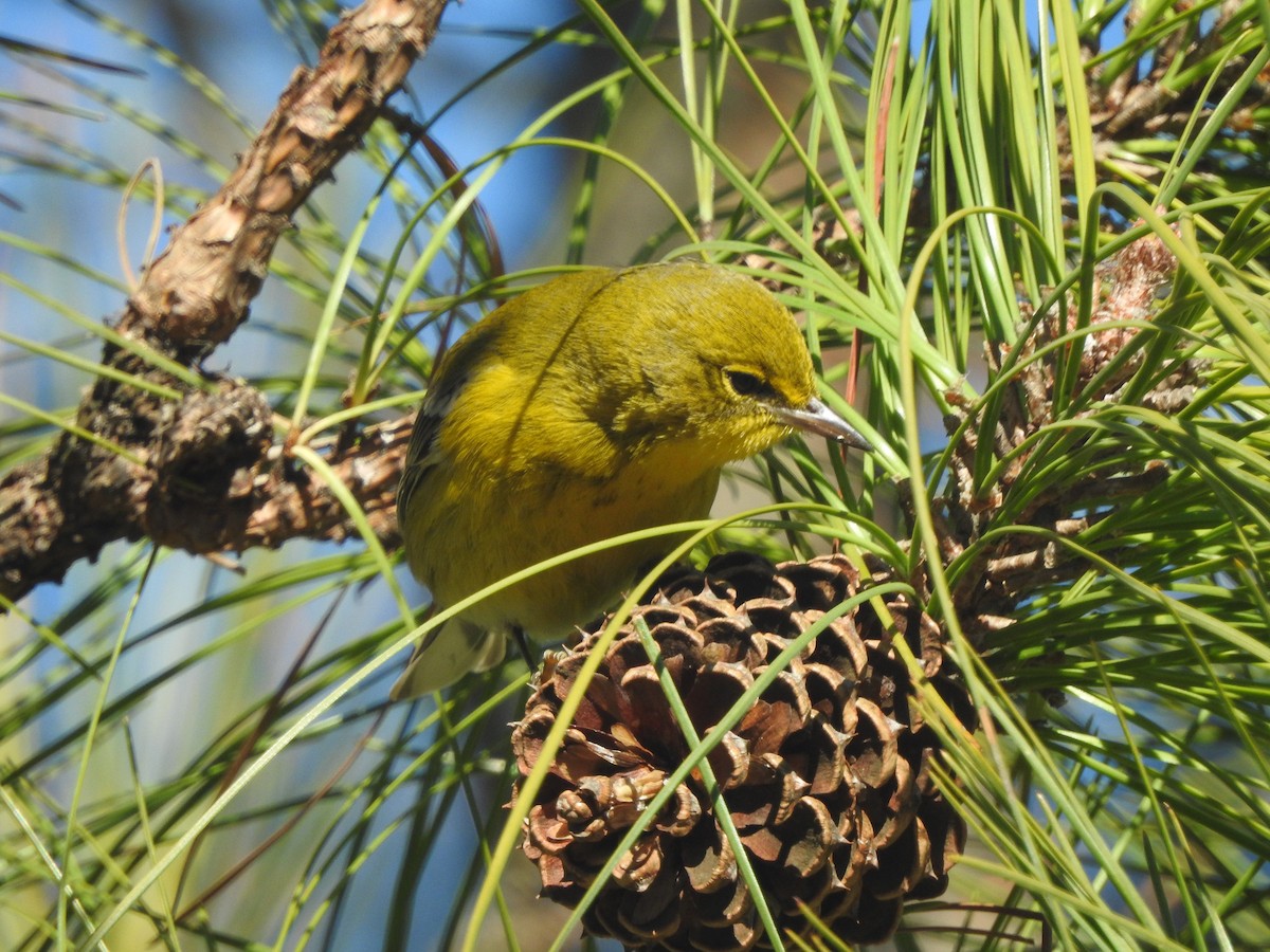 Pine Warbler - ML613611833