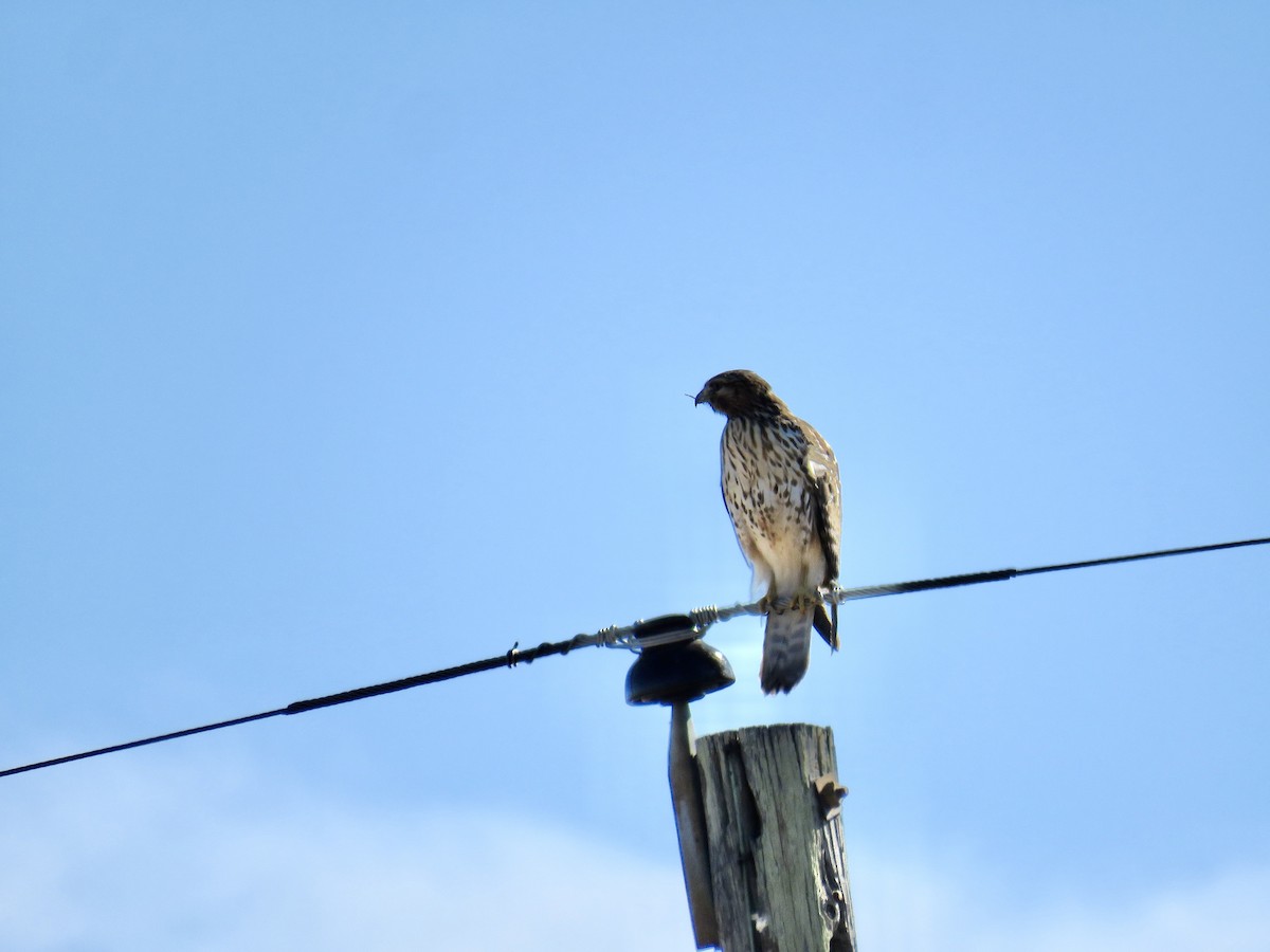 Red-shouldered Hawk - ML613611840