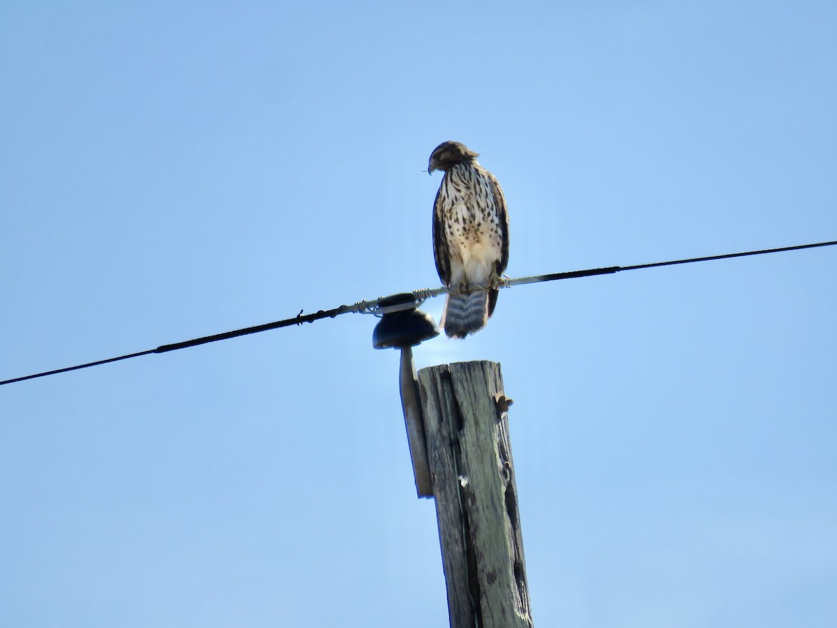 Red-shouldered Hawk - ML613611841