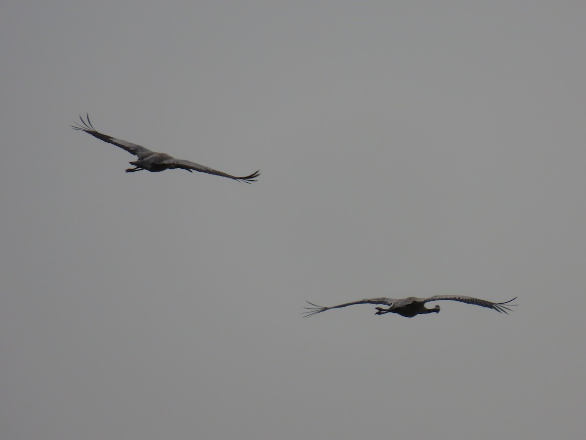 Common Crane - ML613611851