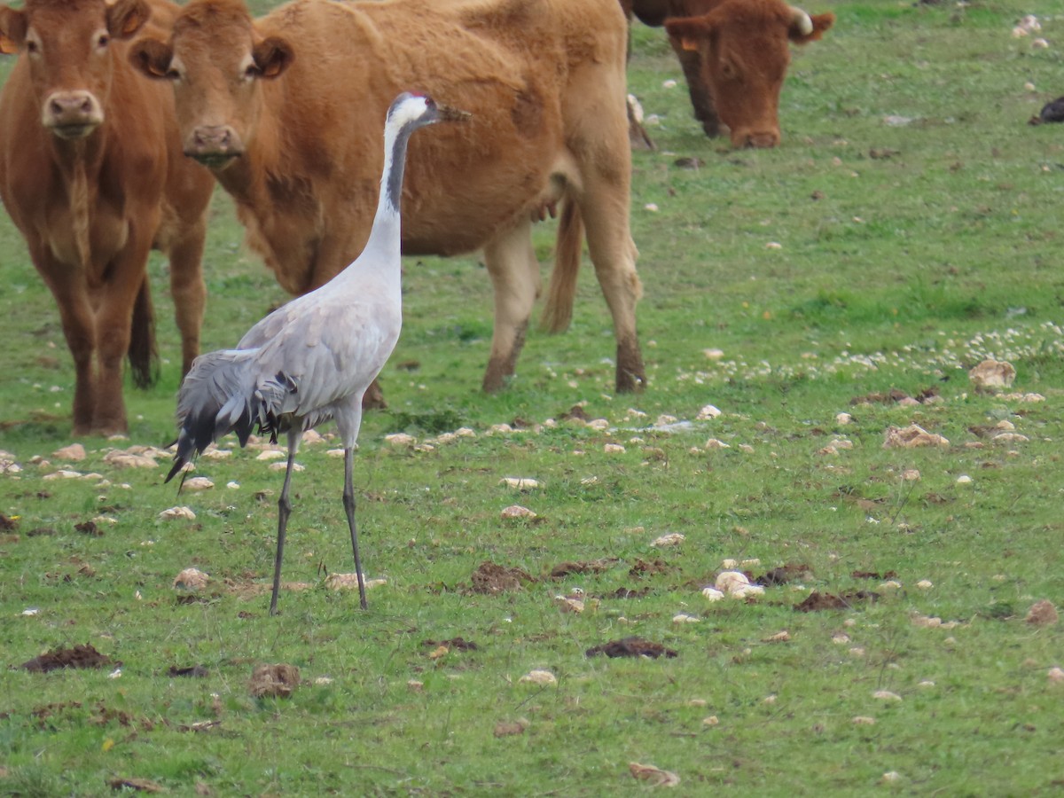 Common Crane - ML613611853