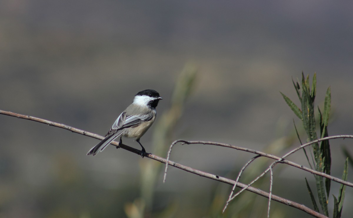 Mésange à tête noire - ML613611879