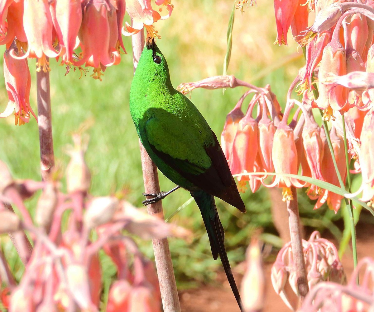 Malachite Sunbird - ANDRÉS SERRANO LAVADO