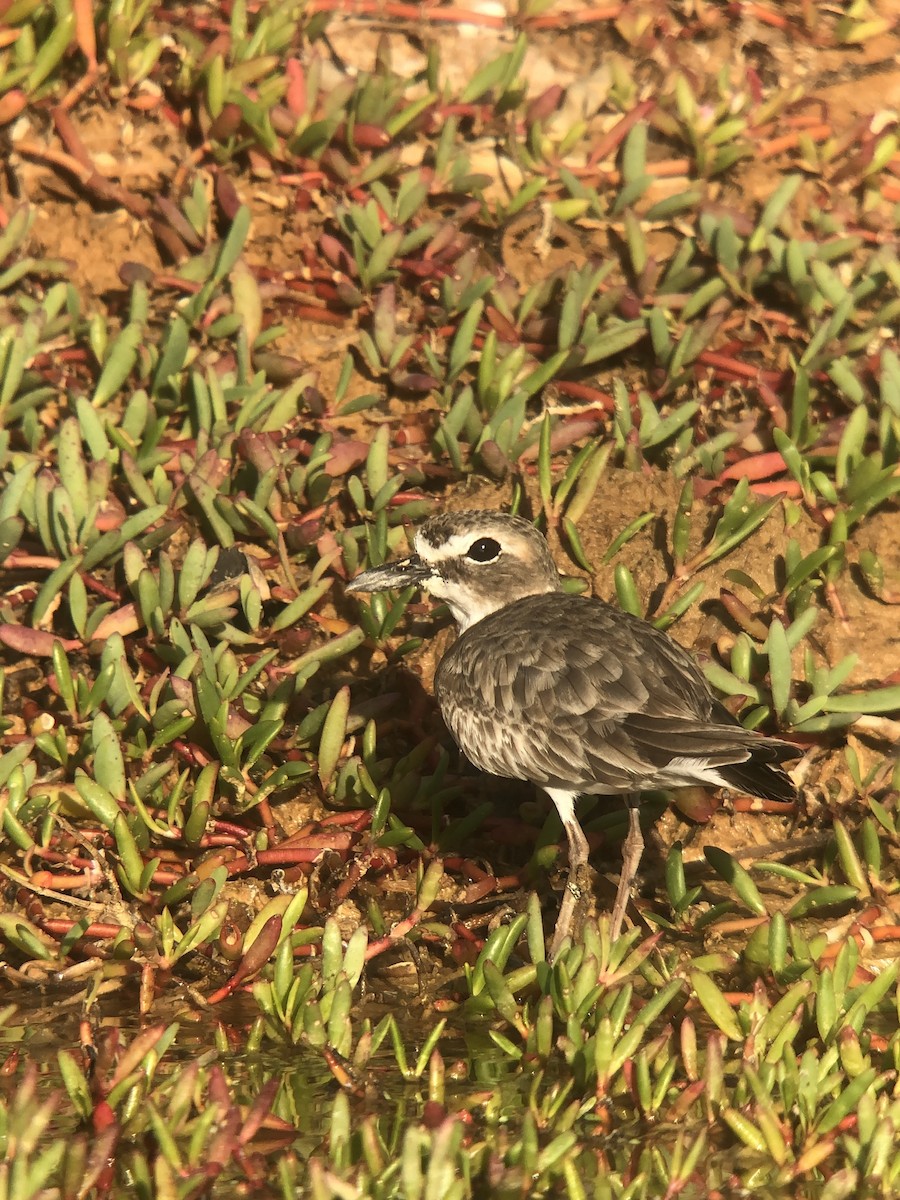 Wilson's Plover - ML613612001