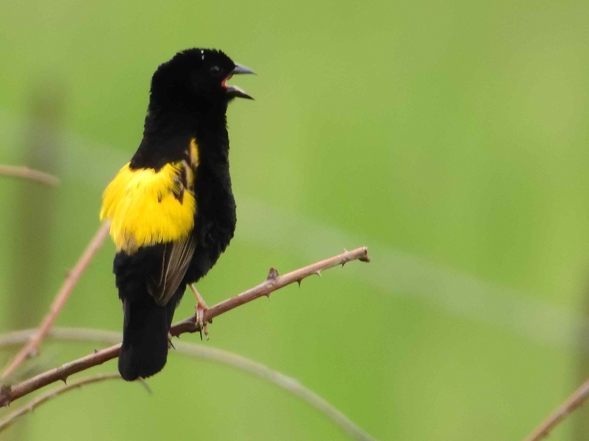 Yellow Bishop - ML613612007